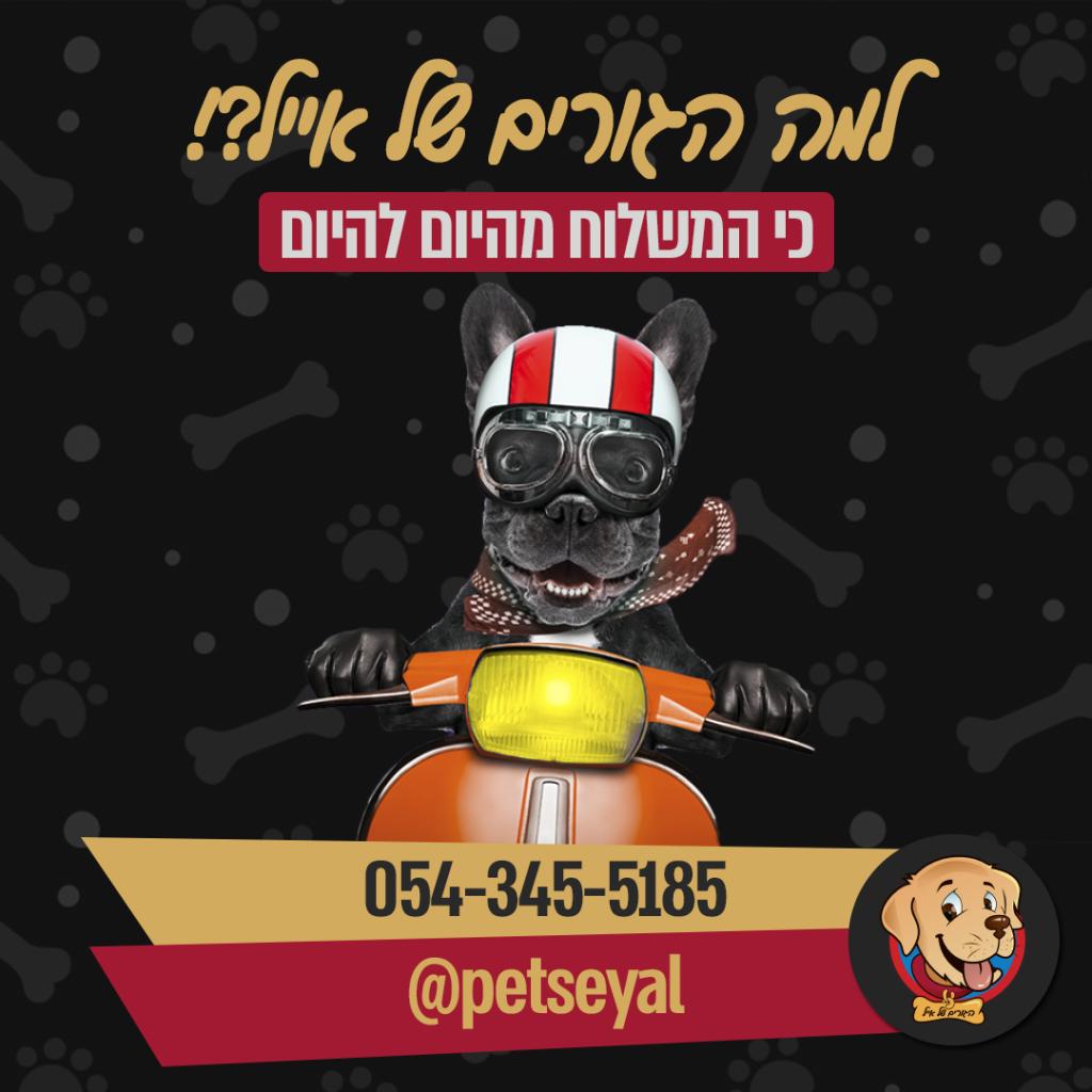 הגורים של אייל הגורים של אייל