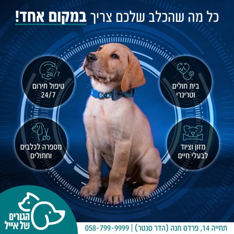 הגורים של אייל הגורים של אייל