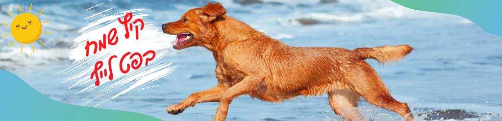 פט לייף פט לייף