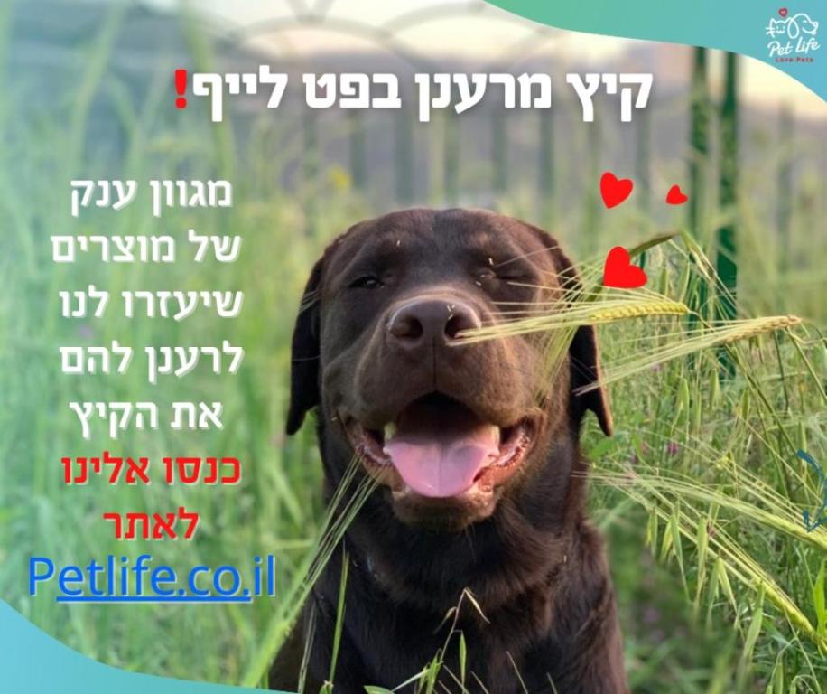 פט לייף פט לייף
