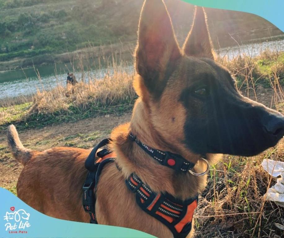 פט לייף פט לייף