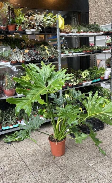 דיזיגארדן דיזיגארדן