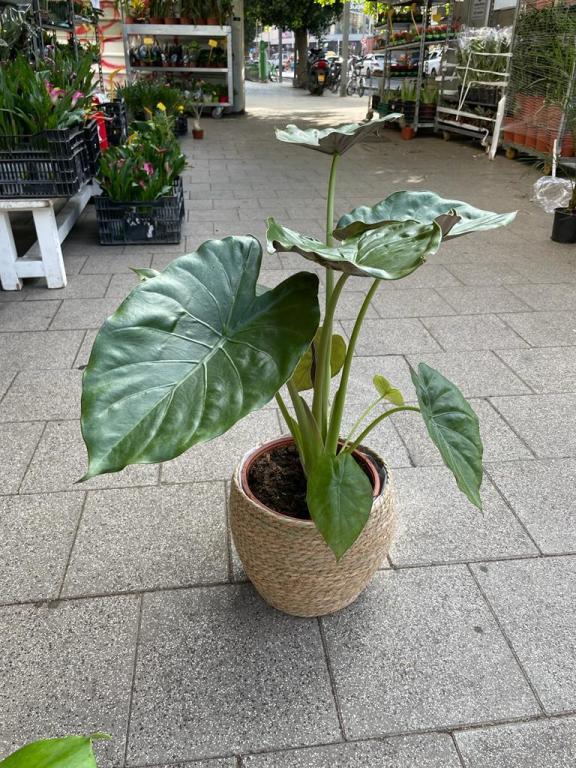 דיזיגארדן דיזיגארדן