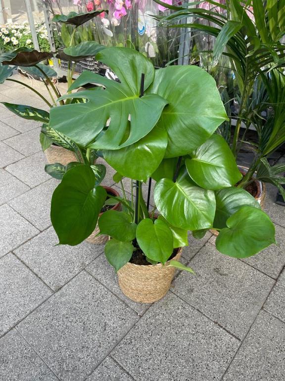 דיזיגארדן דיזיגארדן