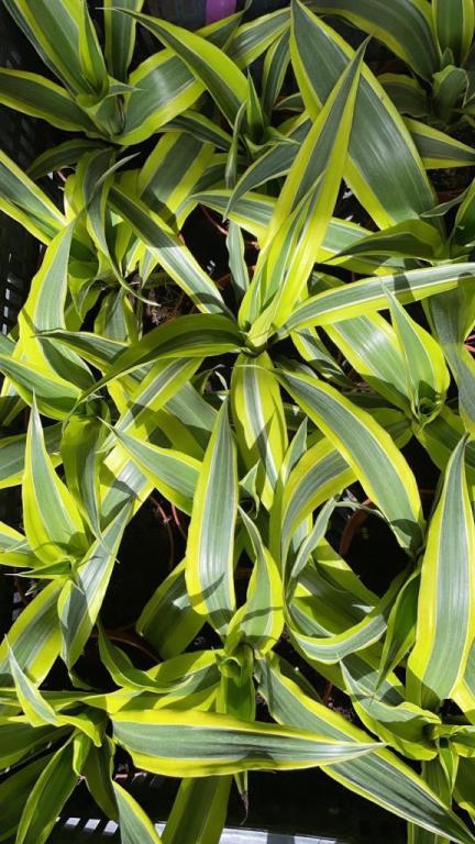 דיזיגארדן דיזיגארדן