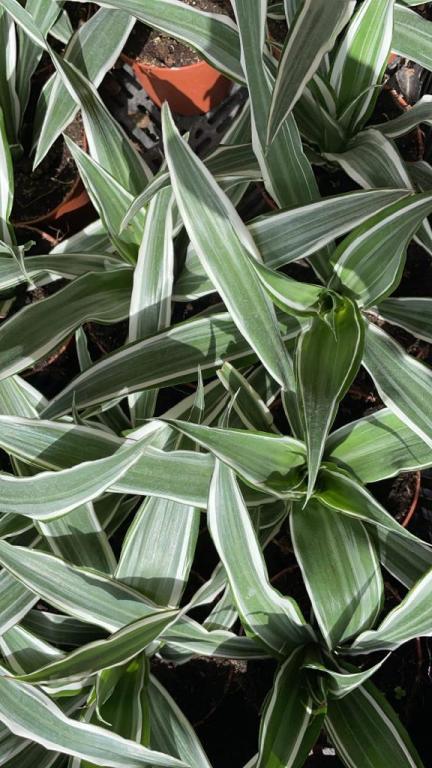דיזיגארדן דיזיגארדן