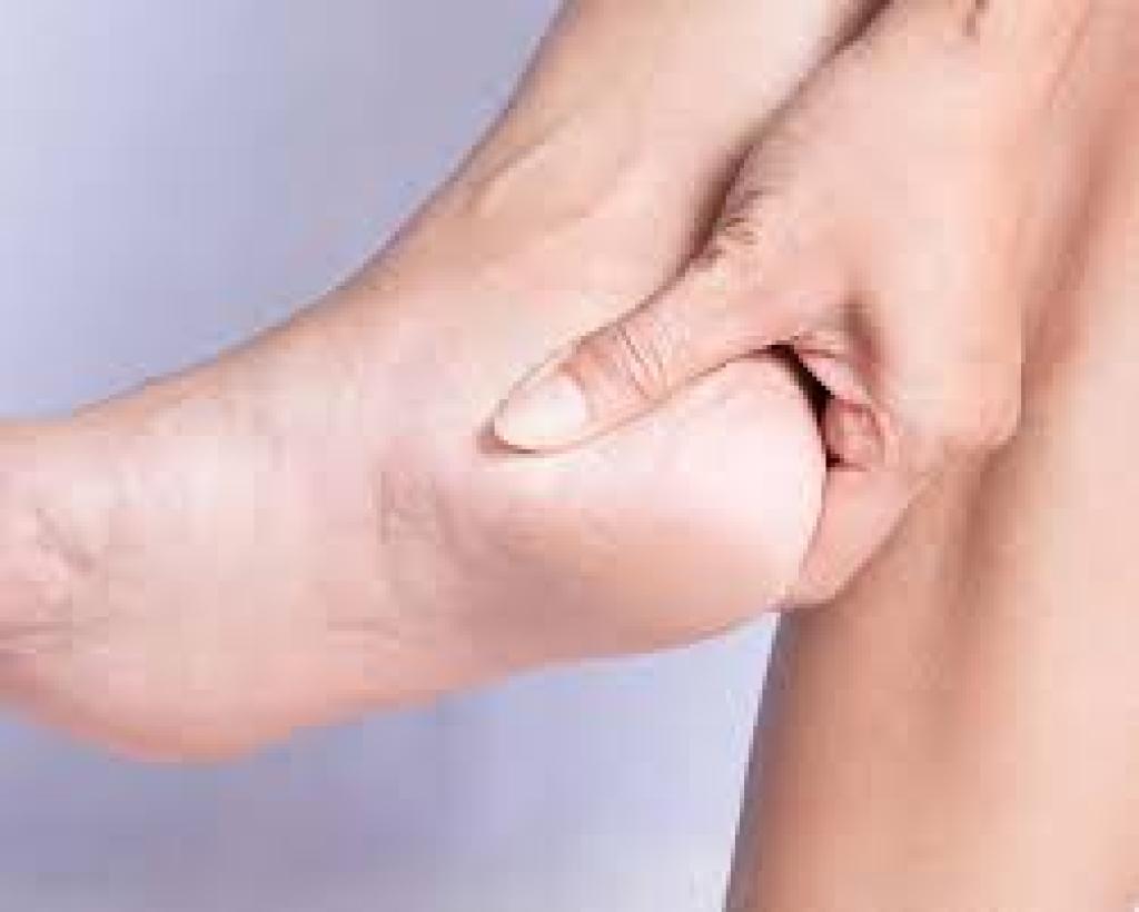 המדרסים של חיותה המדרסים של חיותה