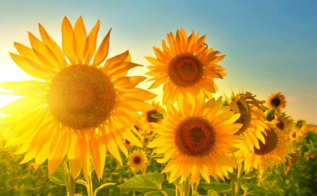 יסמין גלילי יסמין גלילי