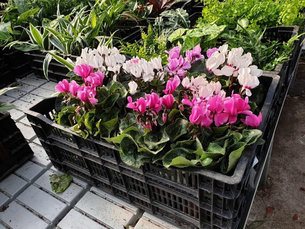 משתלת שדרות משתלת שדרות