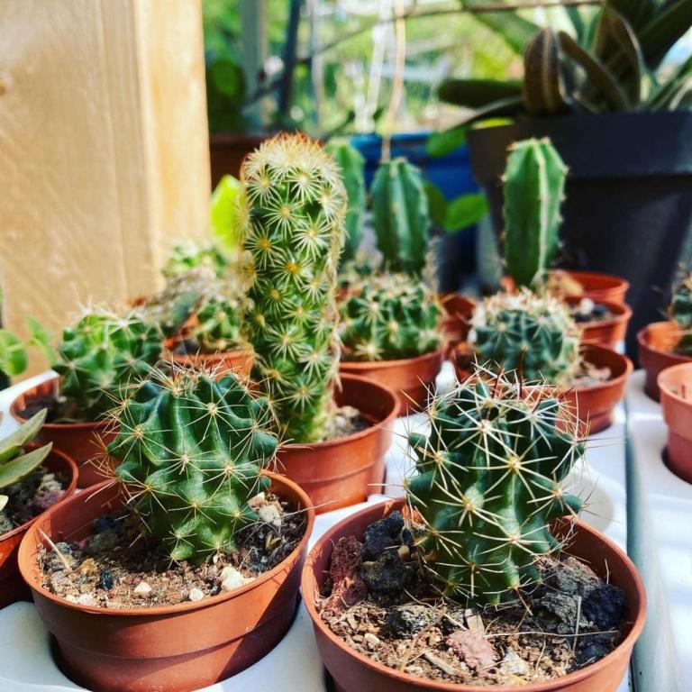 משתלת שדרות משתלת שדרות