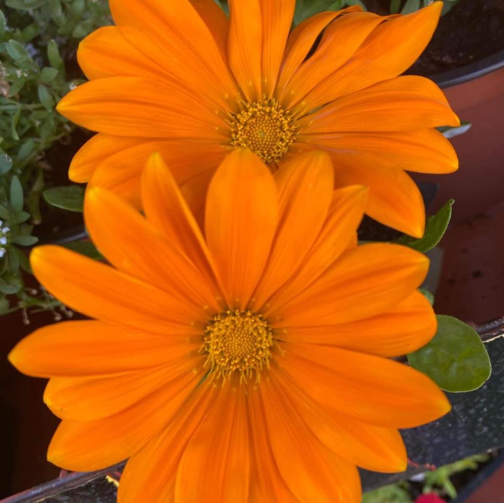 משתלת שדרות משתלת שדרות