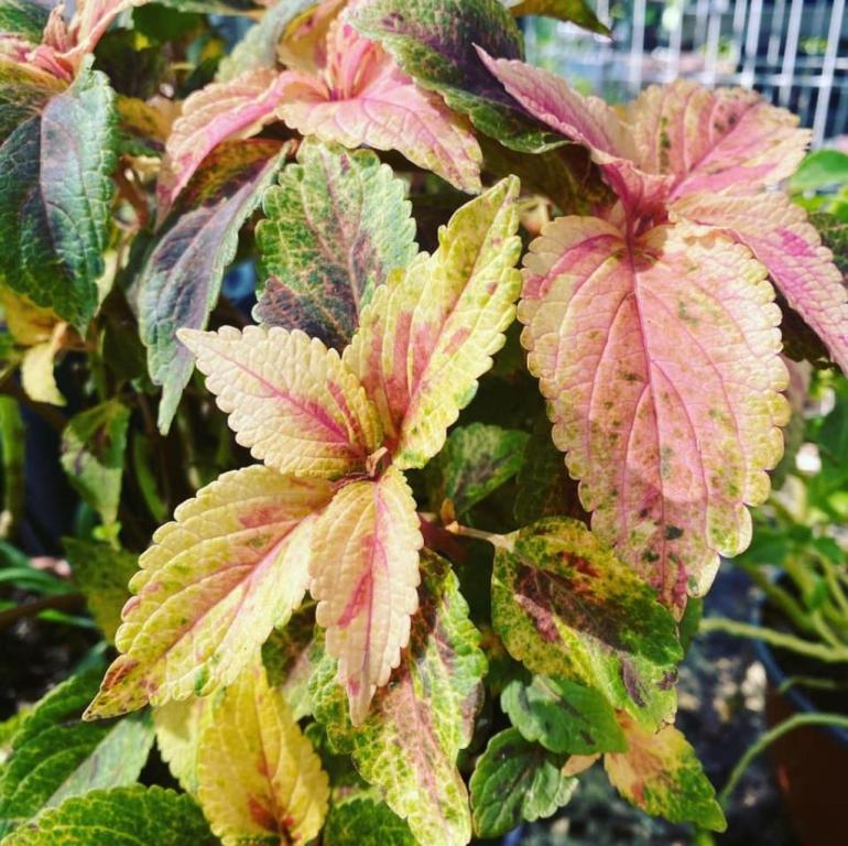 משתלת שדרות משתלת שדרות