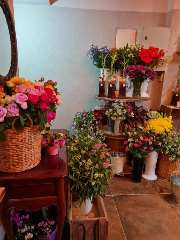 דליה פרחים דליה פרחים