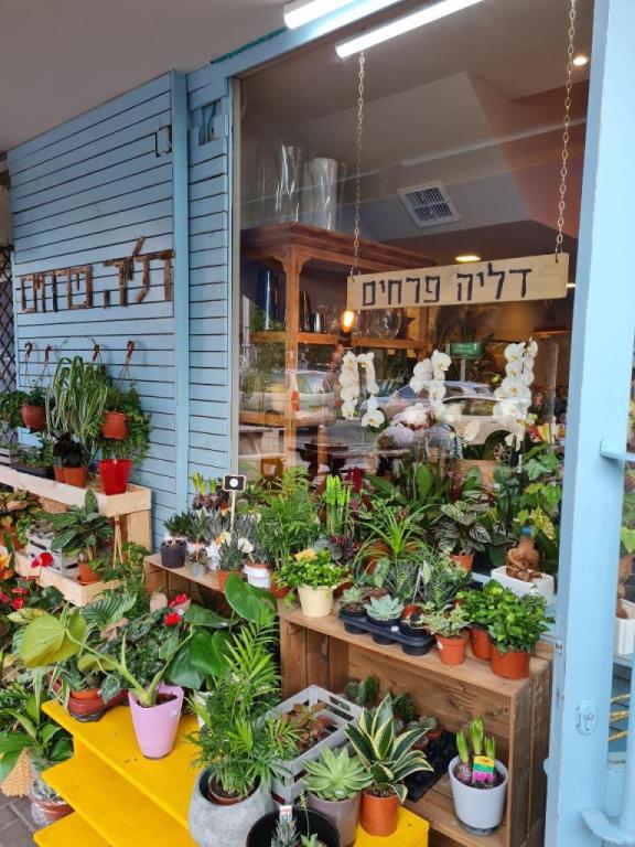 דליה פרחים דליה פרחים