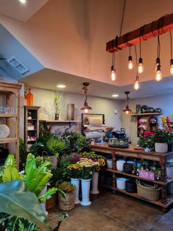 דליה פרחים דליה פרחים