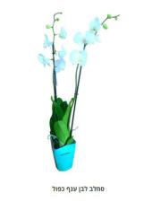 Hrflowers