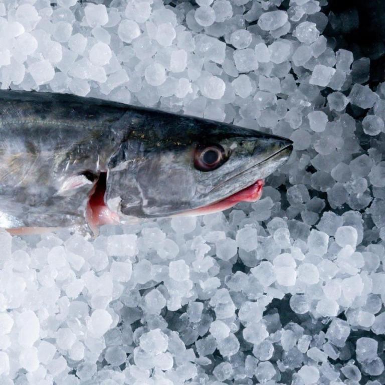 Mao Sushi מאו סושי Mao Sushi מאו סושי