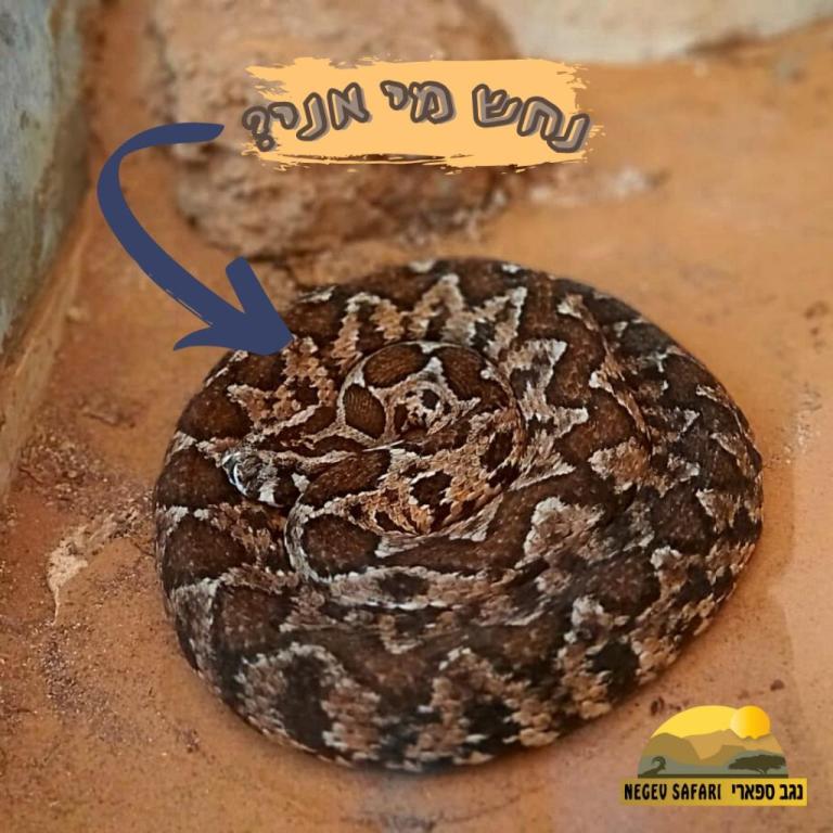 נגב ספארי נגב ספארי