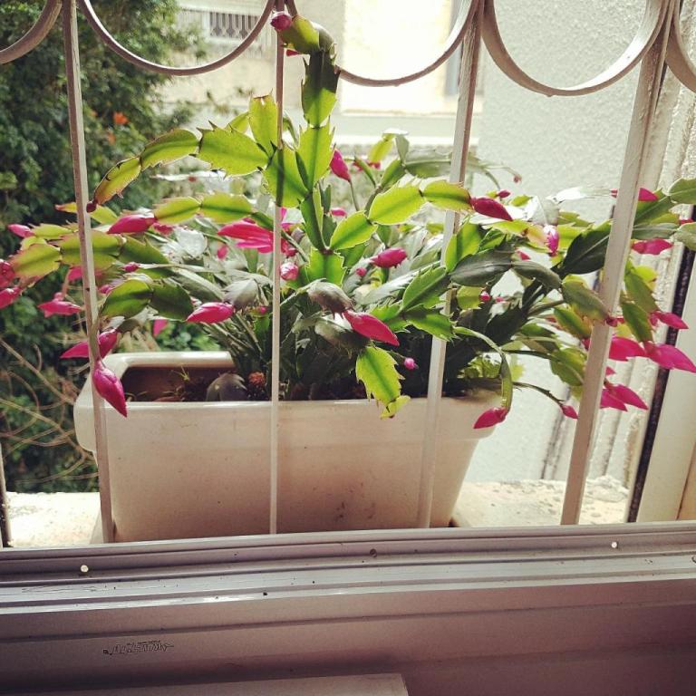 לקז'רי הום אחוזה לקז'רי הום אחוזה