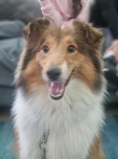 Happy Dog