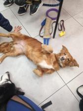 Happy Dog