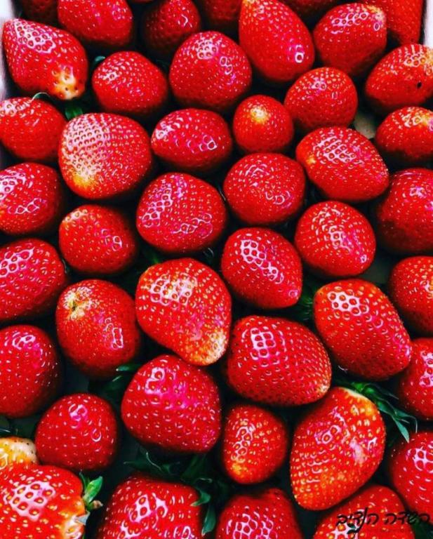 השדה הנדיב השדה הנדיב