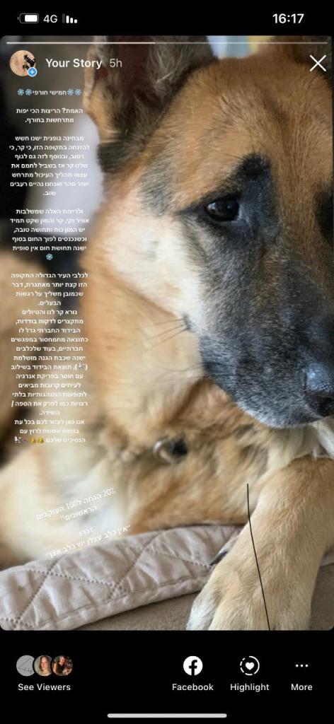 Dog Runner Dog Runner