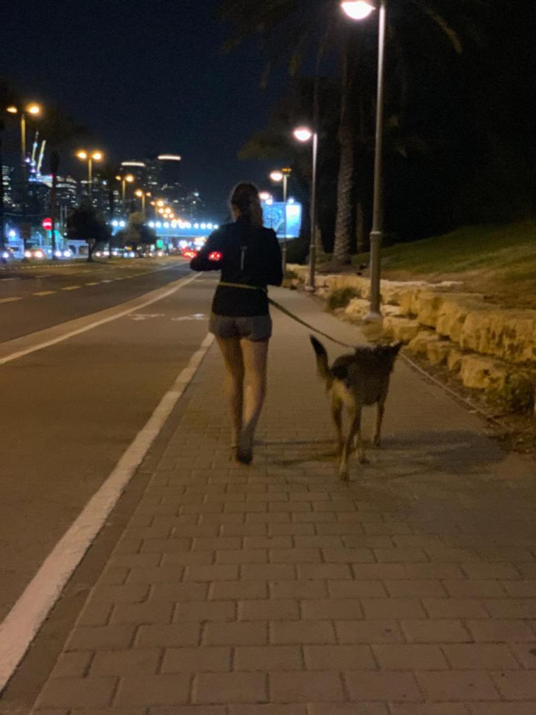 Dog Runner Dog Runner