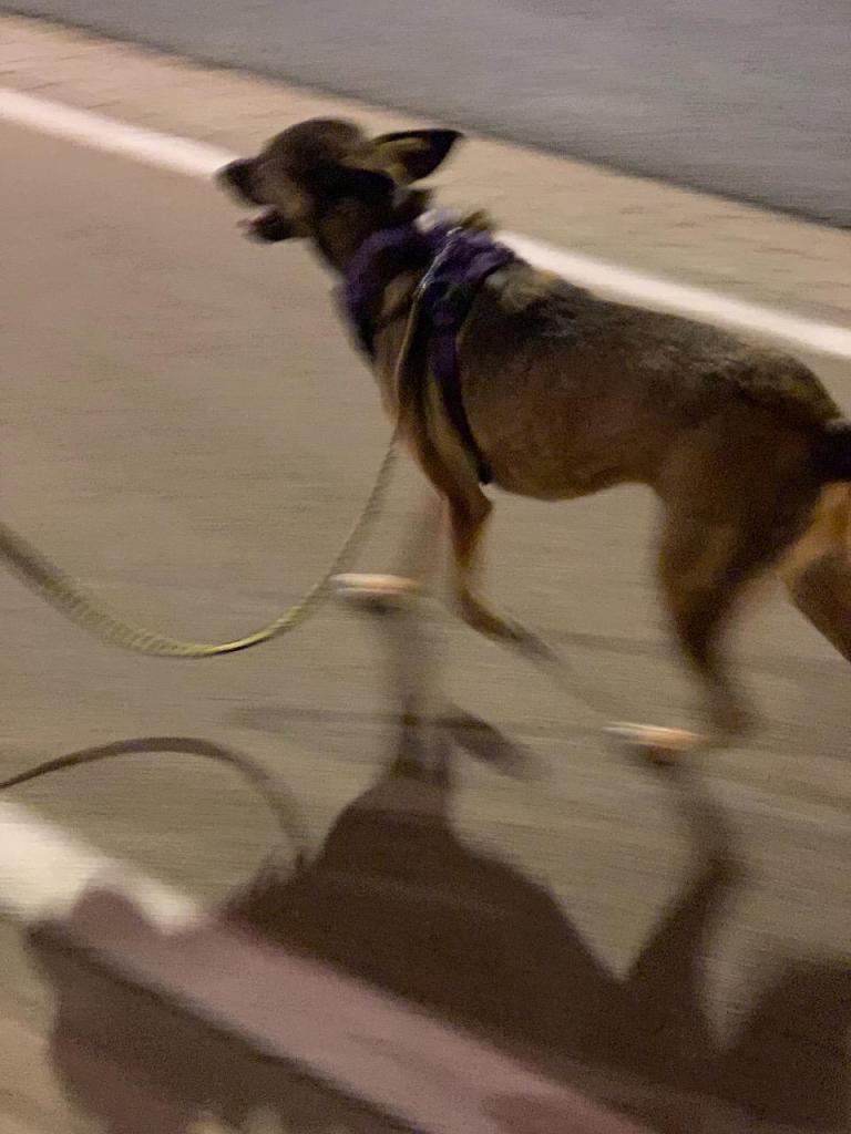 Dog Runner Dog Runner