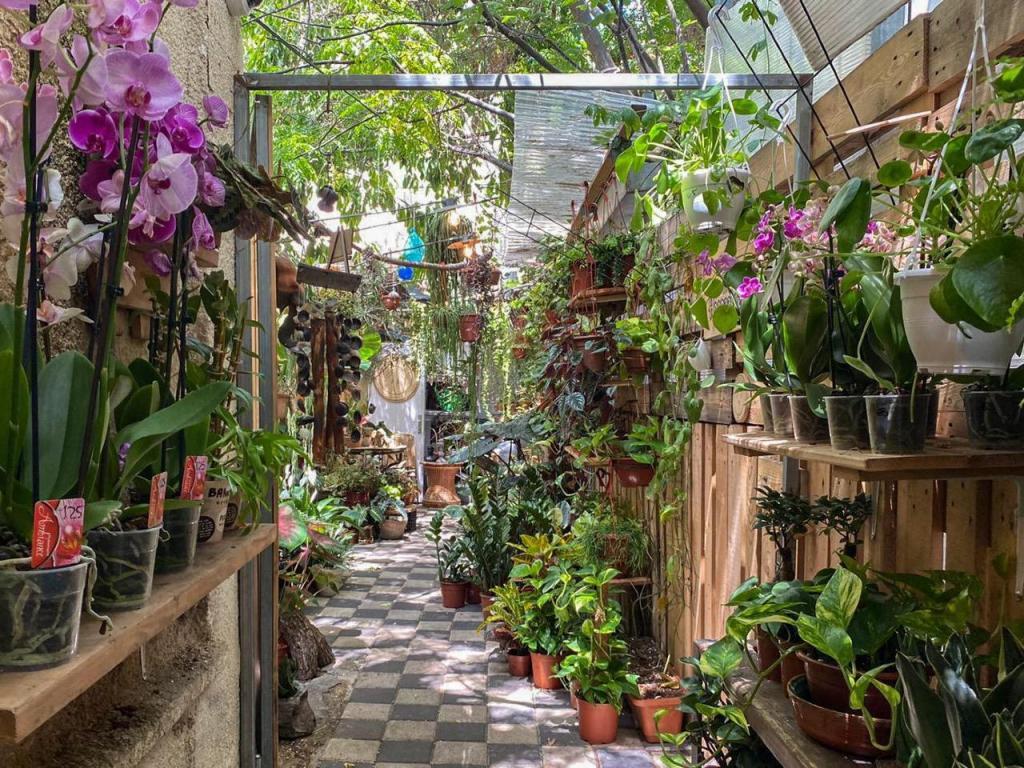 משתלת אוזן פיל משתלת אוזן פיל