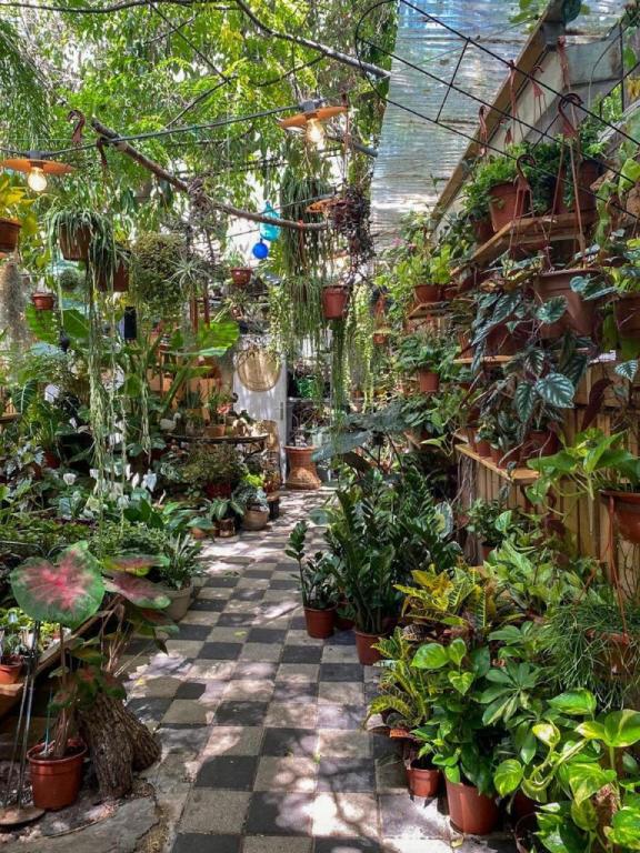 משתלת אוזן פיל משתלת אוזן פיל