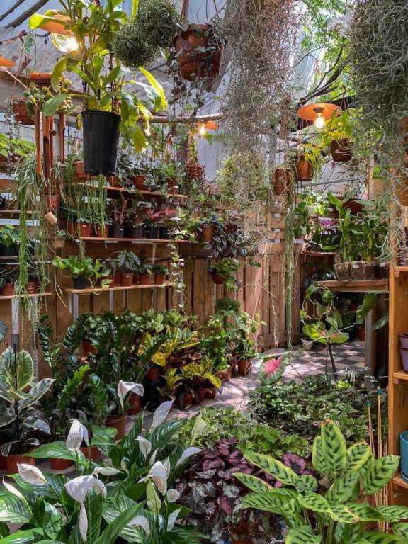 משתלת אוזן פיל משתלת אוזן פיל