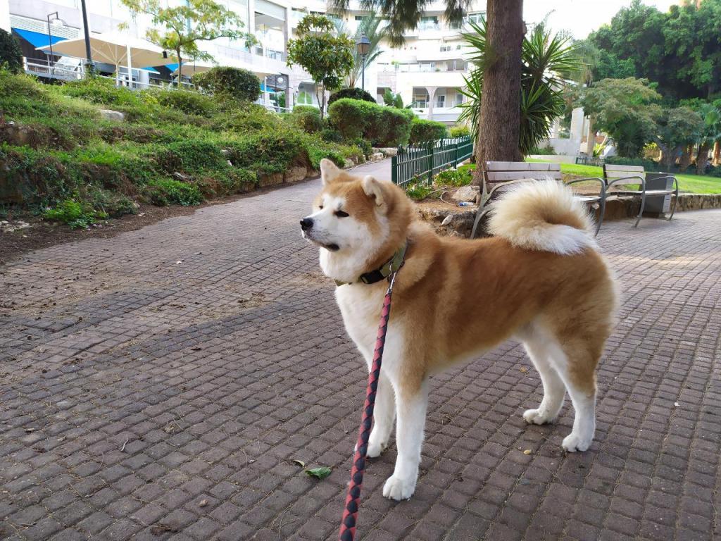 eitan dogwalker eitan dogwalker