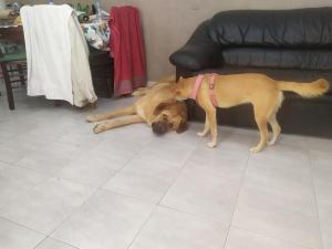 eitan dogwalker