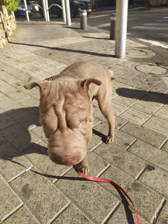 eitan dogwalker eitan dogwalker