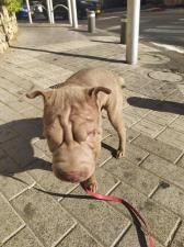 eitan dogwalker