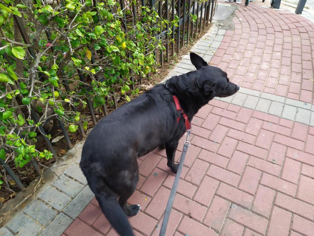 eitan dogwalker eitan dogwalker