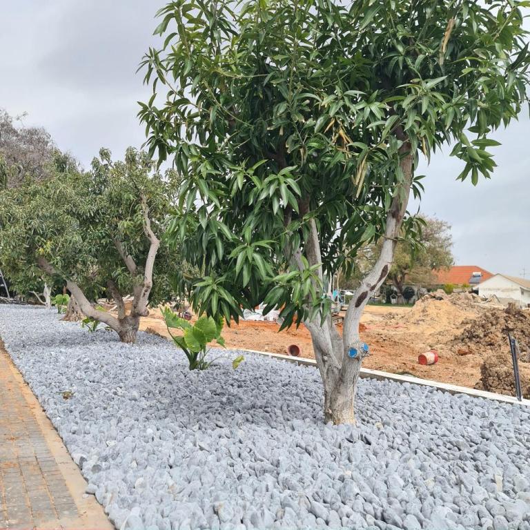 נדב גינון נדב גינון