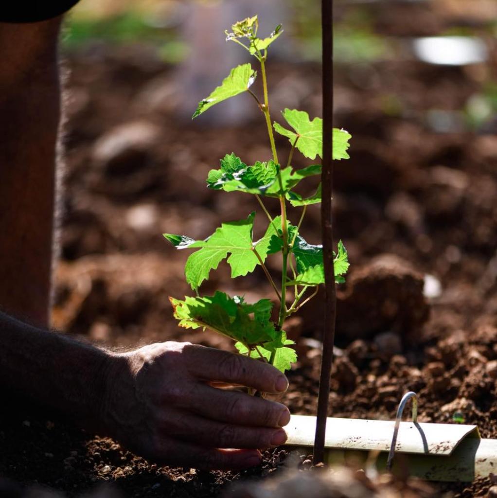 יקב לה פורה בלאנש יקב לה פורה בלאנש