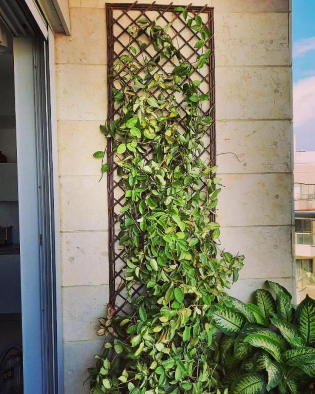 ליאור פאטאל עיצוב נוף ליאור פאטאל עיצוב נוף