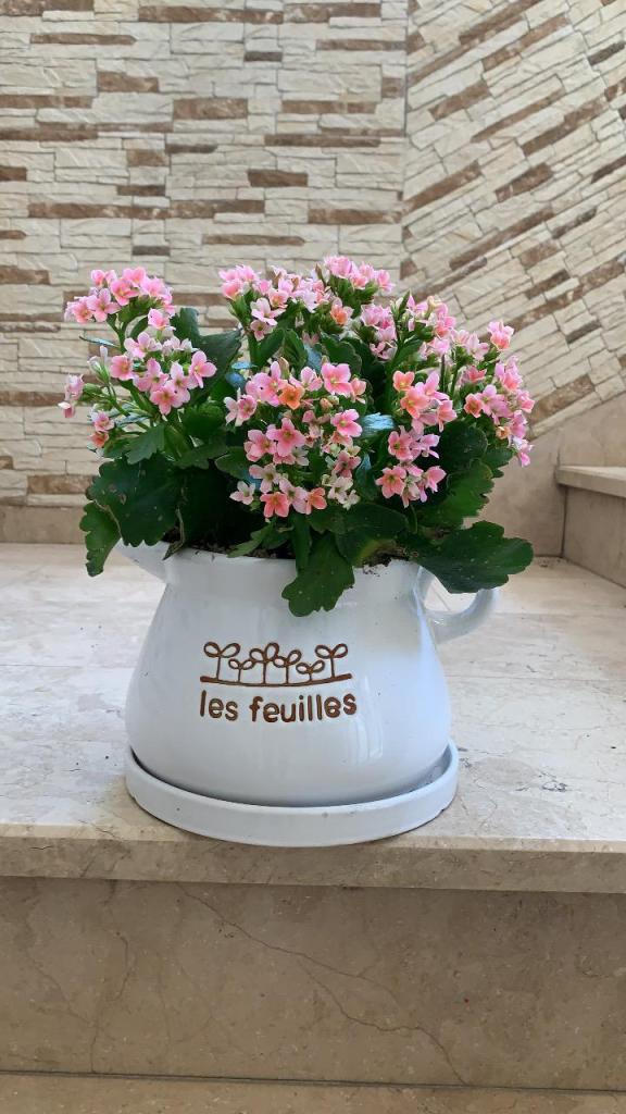 פרחי האהבה פרחי האהבה