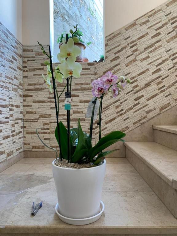 פרחי האהבה פרחי האהבה