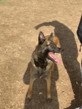 Dog's Pro
