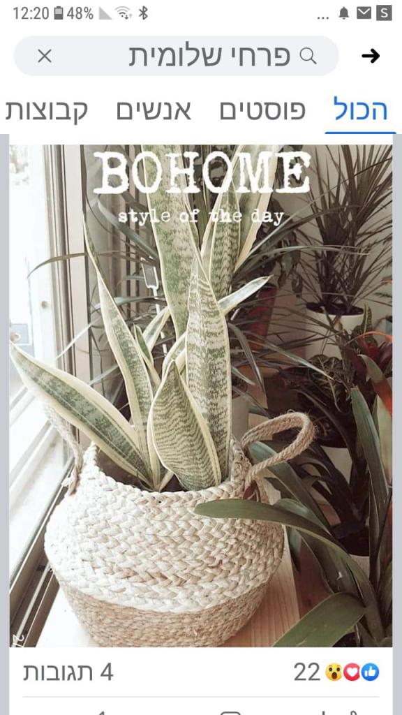 פרחי שלומית פרחי שלומית