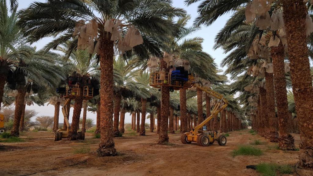 תמרים ומוצרי הערבה תמרים ומוצרי הערבה