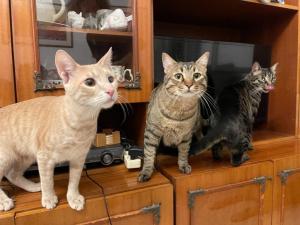 וטרינר עד הבית HomeVet