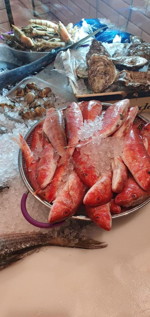 שי דגים שי דגים