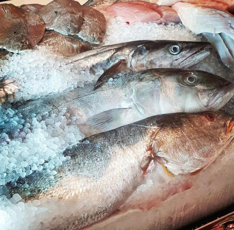 שי דגים שי דגים