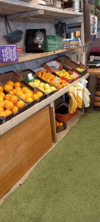 יוסף פירות וירקות יוסף פירות וירקות