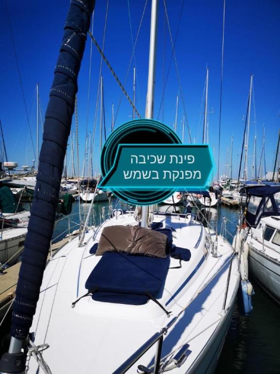 אחמית בים אחמית בים